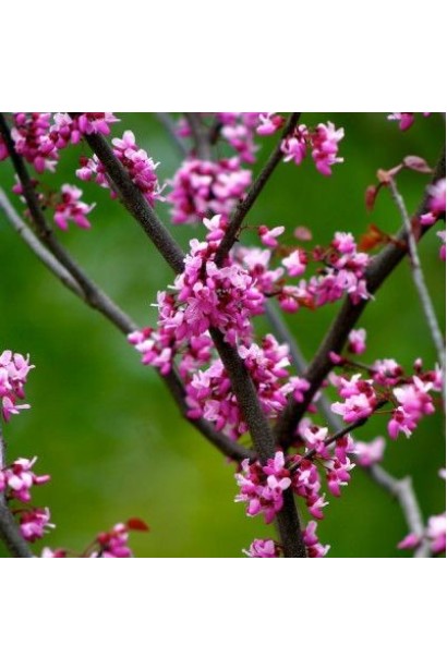 Церцис Форест Пансі – дерево з багатими рожевими квітами